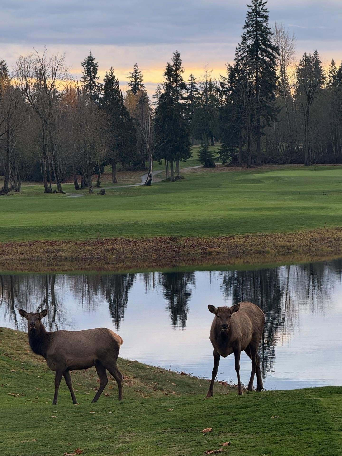 Druids Glen elk
