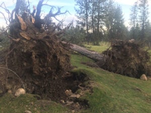 A couple of large Ponderosas fell across the second tee box at Indian Canyon GC. 