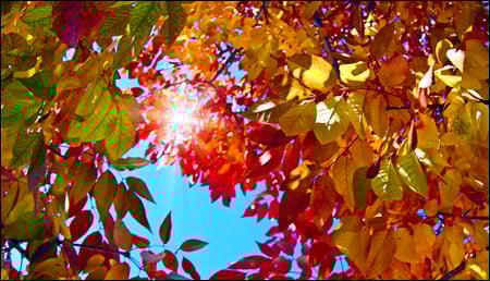 fallcolors-wss